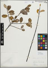 Foto von Salix myrsinifolia Salisb.